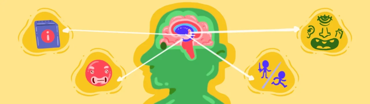 drawing of limbic system regions: thalamus, hippocampus, amygdala, hypothalamus