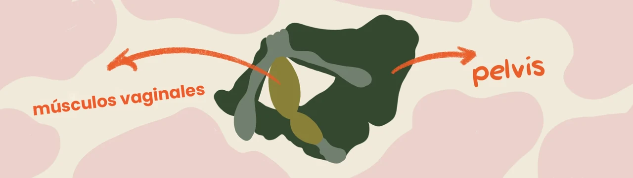 ilustración de los músculos del suelo pélvico en el vaginismo